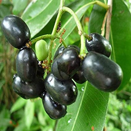 Jamun Plant 